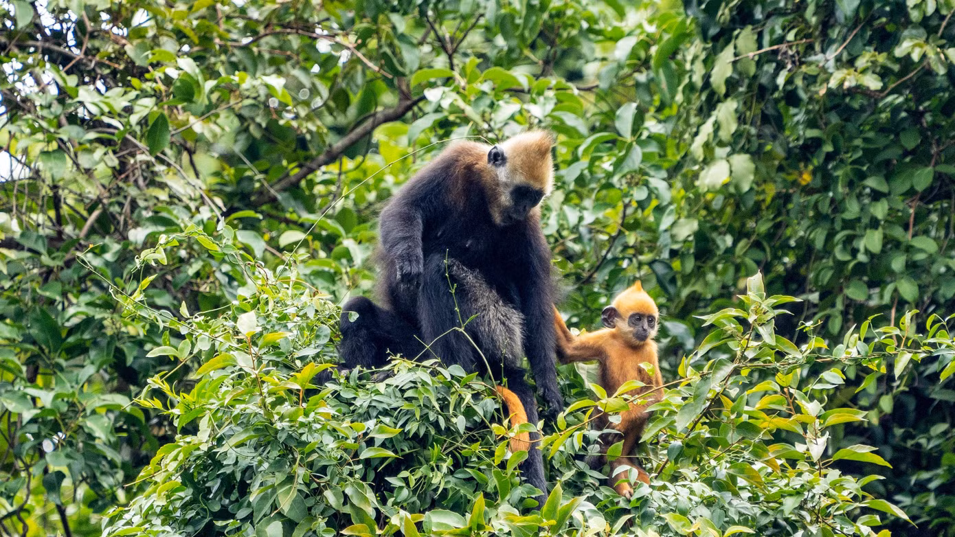 Voọc Cát Bà khi trưởng thành có đặc điểm lông đầu trắng, đuôi rất dài. Con Voọc nhỏ thường có lông màu vàng non rất dễ nhận biết. Ảnh: Dự án bảo tồn Voọc Cát Bà .