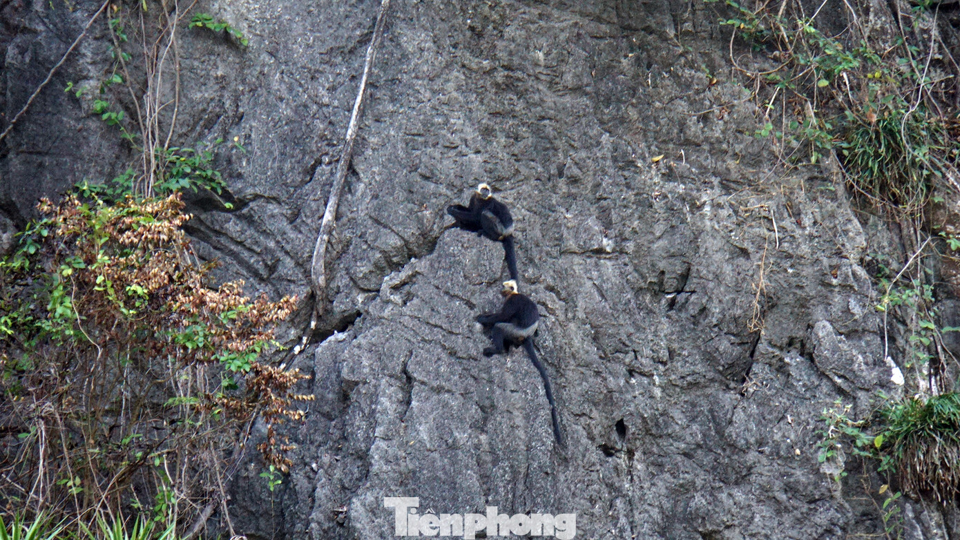 Chúng có thói quen hay leo trèo trên vách đá và thường ở khu vực có độ cao 100-150m so với mực nước biển ho