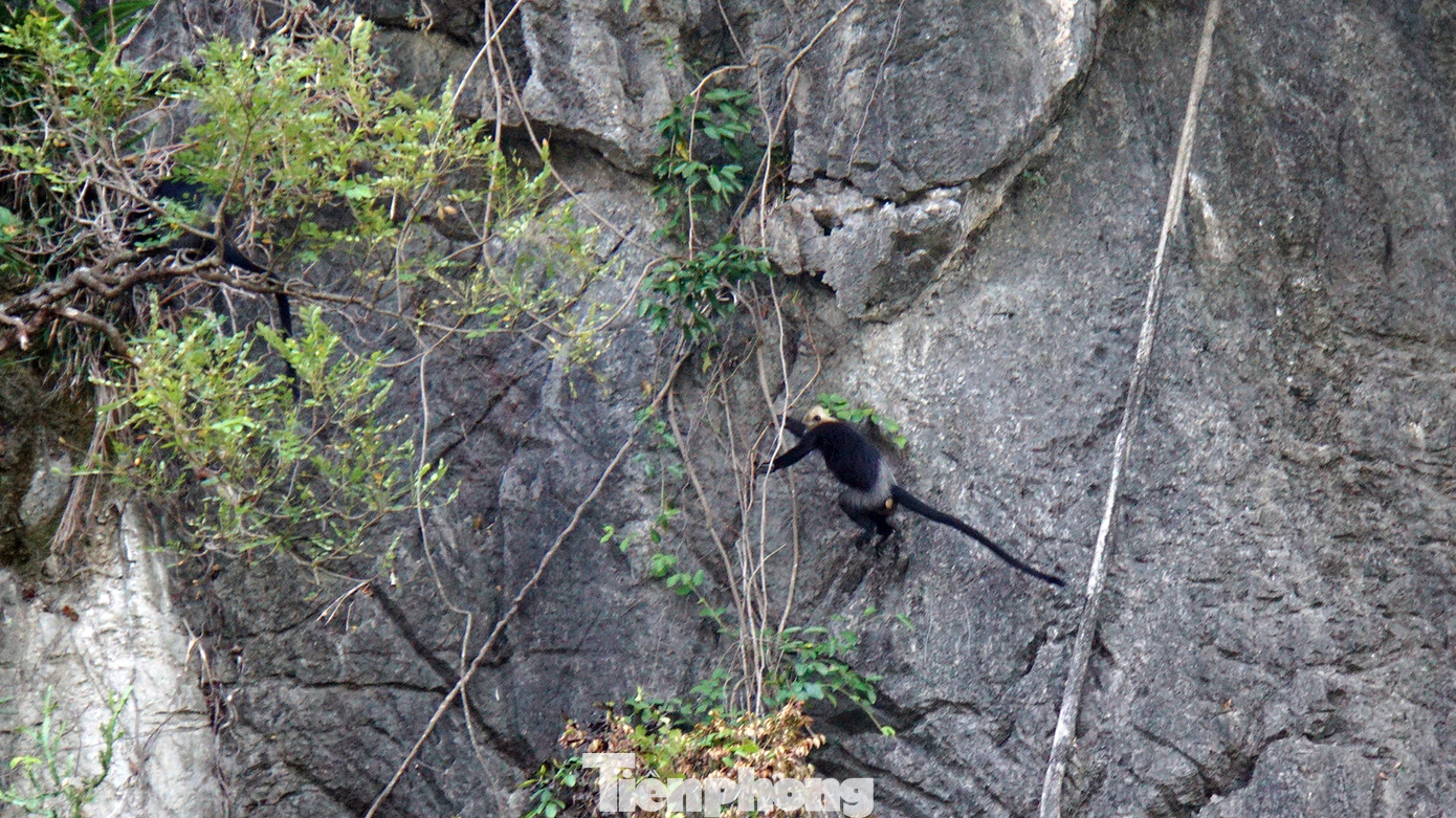 Mỗi đàn Voọc có từ 10-20 con do một con đực đầu đàn chỉ huy. Khi phát hiện có mối nguy hiểm hoặc có phương tiện tàu thuyền và con người đến gần thì con đầu đàn sẽ phát tín hiệu để các thành viên tìm nơi ẩn nấp. Chúng di chuyển rất nhanh trên vách đá nên việc ghi hình chúng cũng không dễ dàng.