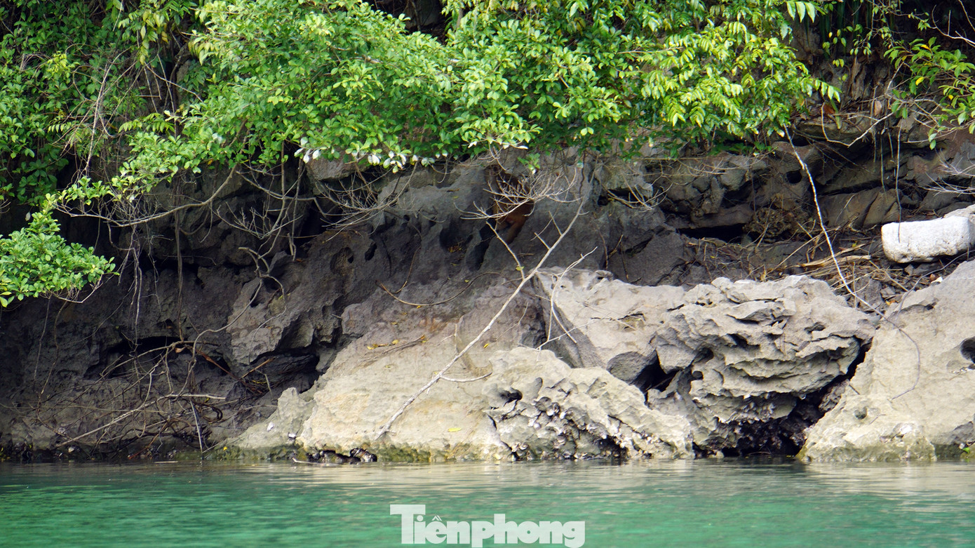 Ông Lê Ngọc Nghị (cán bộ kiểm lâm Cát Bà) có hàng chục năm công tác tại Cát Bà chia sẻ, Voọc Cát Bà ngủ ở hang, hốc hay lỗ đá không giống như các loài khỉ thường ở trên cây.