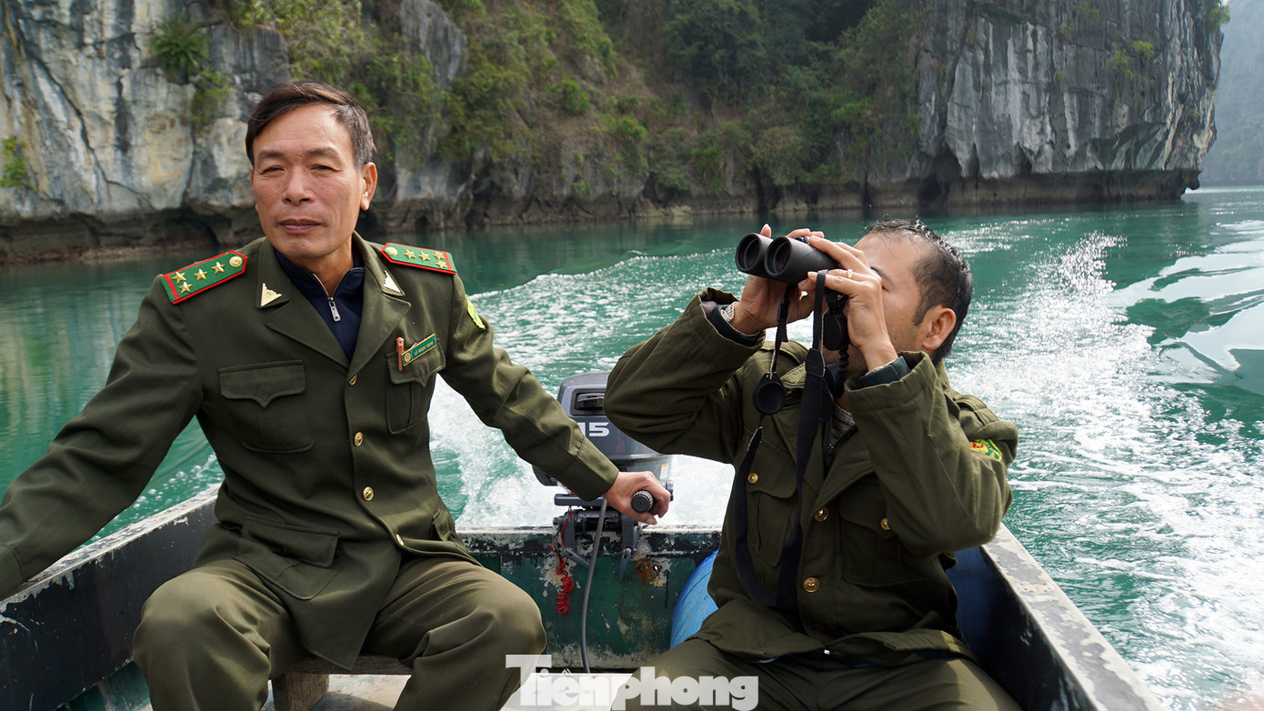 Loài voọc Cát Bà có thời điểm số lượng cá thể còn rất ít, nguy cơ tuyệt chủng rất cao. Sau một thời gian dài được các tổ chức trong nước và quốc tế chung tay bảo vệ, giám sát, theo dõi đến nay, số lượng cá thể Voọc Cát Bà tăng lên đáng kể, với khoảng hơn 80 cá thể.