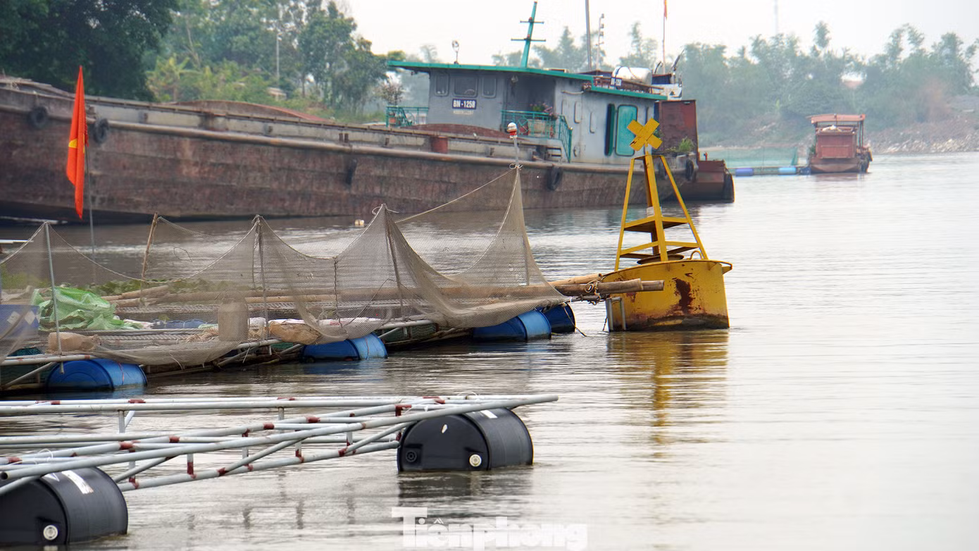Ghi nhận của PV Tiền Phong, nhiều vị trí phao xác định luồng tuyến giao thông thủy trên sông Kinh Thầy có dấu hiệu bị lồng bè che khuất. Thậm chí, nhiều hộ đặt ô lồng nuôi thủy sản vượt ra khỏi các cọc phao tiêu.