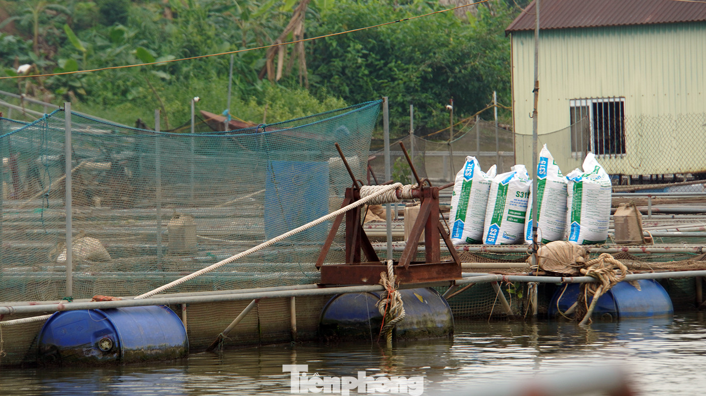 Theo ông Minh, nhiều năm trước, một số hộ nuôi trồng thủy sản nhỏ lẻ trên sông có hiệu quả. Vài năm gần đây, hàng trăm hộ khác ồ ạt đóng bè, thiết kế ô lồng bằng khung thép phủ kín hàng nghìn mét vuông mặt nước. Các ô lồng được dàn hàng ngang ra lòng sông rộng 50-70m, xếp dày đặc cả một khúc sông Kinh Thầy.