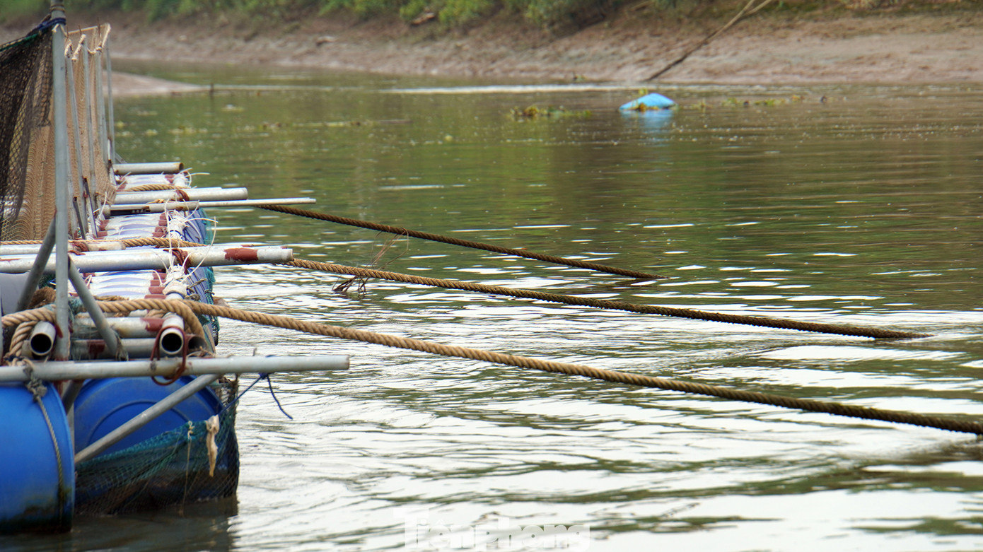 Để lồng bè kiên cố hơn, các hộ chằng dây neo từ bè ra giữa sông rồi cắm phao xác định vị trí. Do đó, dọc bờ sông Kinh Môn có hàng nghìn dây chằng kéo ngầm dưới nước từ lồng bè ra giữa sông, tiềm ẩn nguy hiểm cho các phương tiện vận tải, tàu thuyền di chuyển qua. Trong ảnh: Phao nổi xác định vị trí dây neo từ lồng bè nuôi cá ra giữa dòng sông.