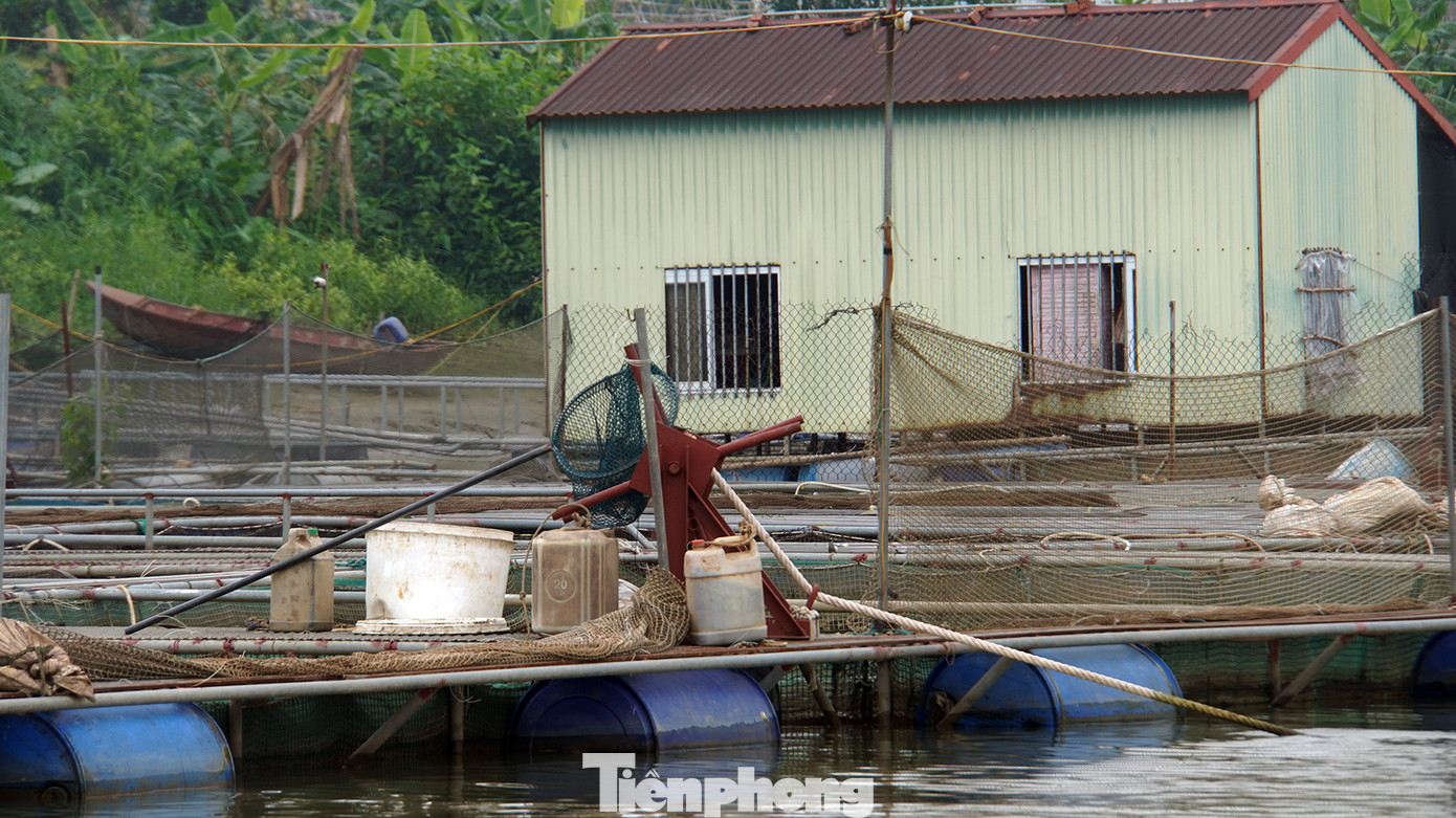 Theo ông Minh, nhiều năm trước, một số hộ nuôi trồng thủy sản nhỏ lẻ trên sông có hiệu quả. Vài năm gần đây, hàng trăm hộ khác ồ ạt đóng bè, thiết kế ô lồng bằng khung thép phủ kín hàng nghìn mét vuông mặt nước. Các ô lồng được dàn hàng ngang ra lòng sông rộng 50-70m, xếp dày đặc cả một khúc sông Kinh Thầy.