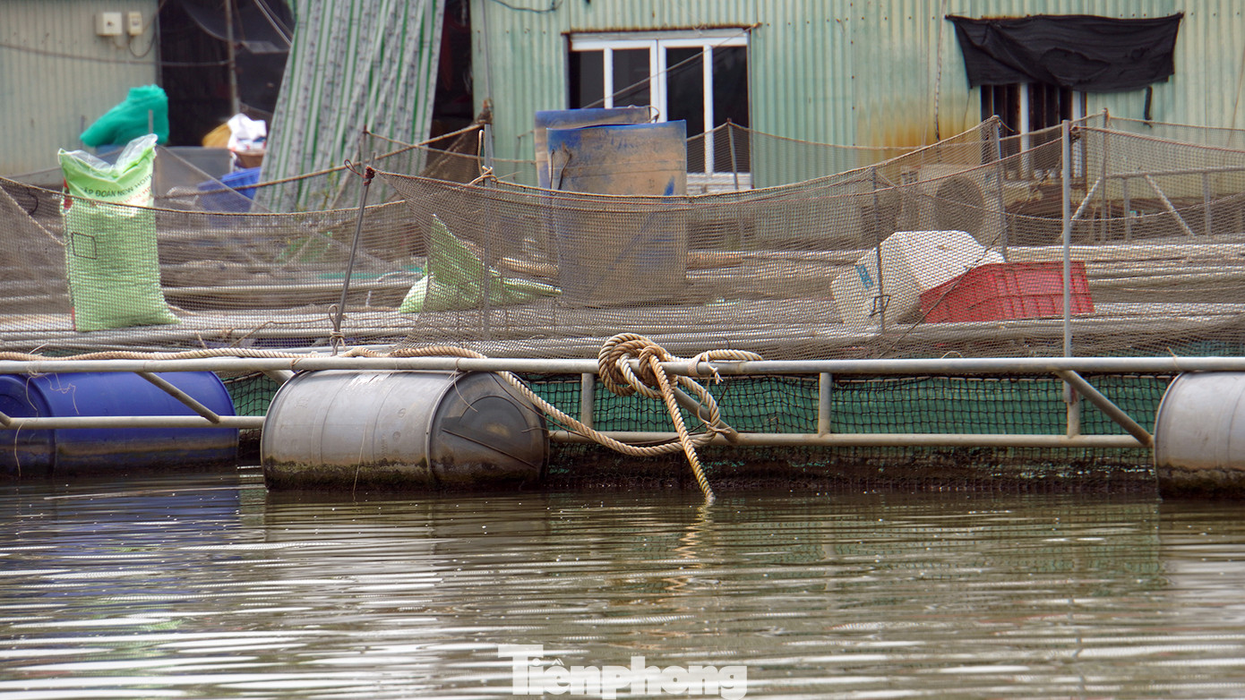 Theo ông Minh, nhiều năm trước, một số hộ nuôi trồng thủy sản nhỏ lẻ trên sông có hiệu quả. Vài năm gần đây, hàng trăm hộ khác ồ ạt đóng bè, thiết kế ô lồng bằng khung thép phủ kín hàng nghìn mét vuông mặt nước. Các ô lồng được dàn hàng ngang ra lòng sông rộng 50-70m, xếp dày đặc cả một khúc sông Kinh Thầy.
