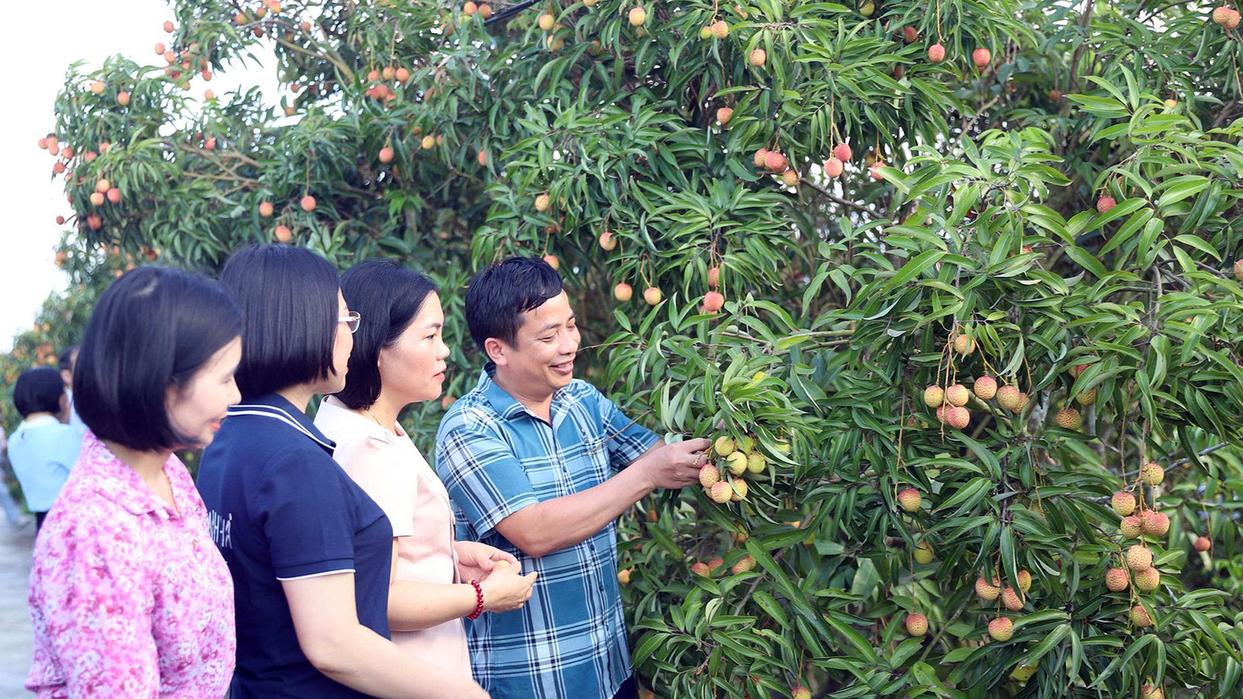 Đoàn công tác của Sở NN&MT Hải Dương thăm vườn vải tại huyện Thanh Hà trước ngày mở vườn và xúc tiến xuất khẩu. Đoàn công tác của Sở NN&MT Hải Dương thăm vườn vải tại huyện Thanh Hà trước ngày mở vườn và xúc tiến xuất khẩu.