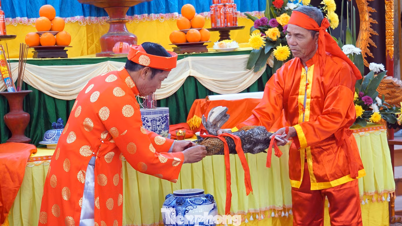 Sau khi kết thúc lời thề, chủ tế lễ hội thực hiện nghi thức cắt tiết kim kê hòa với rượu trắng rồi cùng các bô lão trong làng uống cạn.