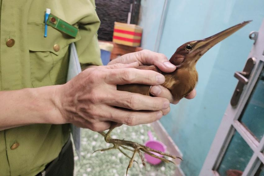Cá thể cò lừa lùn được người dân bàn giao cho cơ quan chức năng.