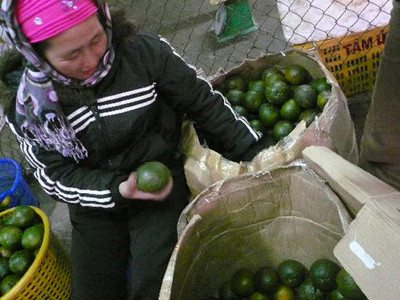 Các sạp hoa quả đa phần cũng chủ yếu là cam của Văn Giang-Hưng Yên, Hà Giang và loại cam Đường của Tàu