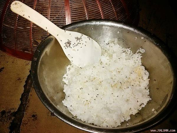 Côn trùng lạ tấn công khu dân cư