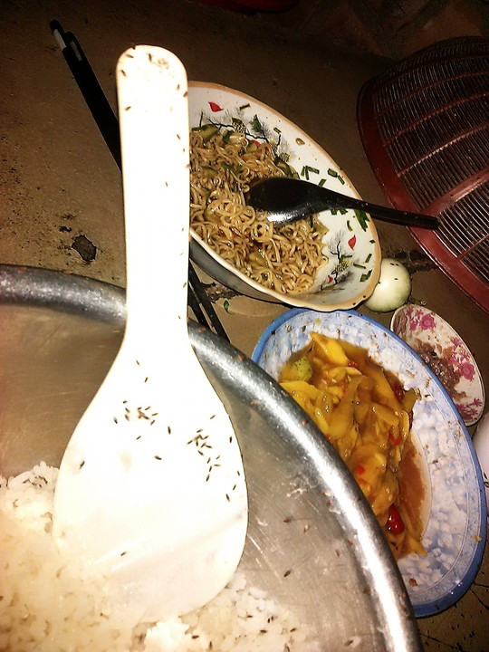 Côn trùng lạ tấn công khu dân cư ảnh 3