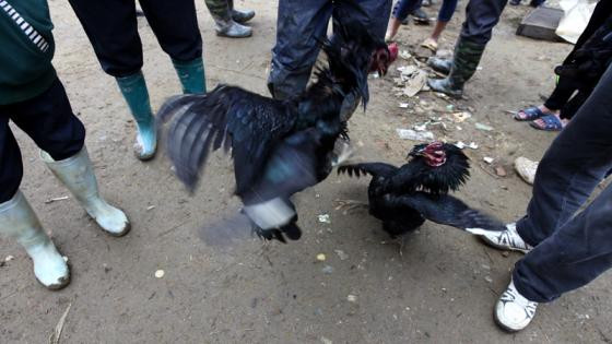 Tới chợ phiên Bắc Hà xem chọi gà lạ mắt ảnh 9