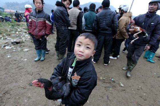 Tới chợ phiên Bắc Hà xem chọi gà lạ mắt ảnh 14