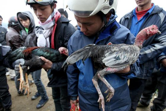 Tới chợ phiên Bắc Hà xem chọi gà lạ mắt ảnh 2