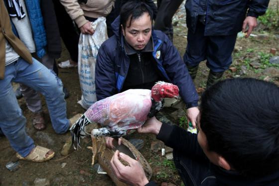 Tới chợ phiên Bắc Hà xem chọi gà lạ mắt ảnh 11