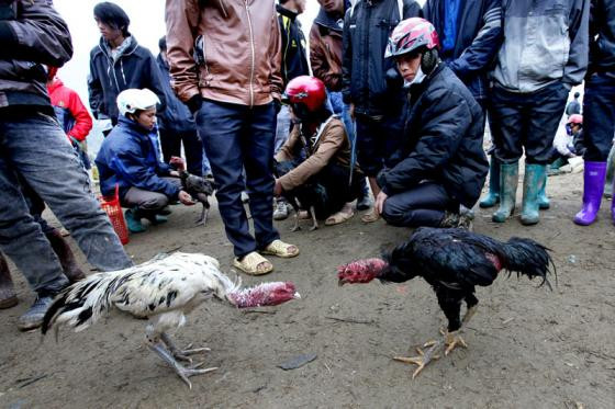 Tới chợ phiên Bắc Hà xem chọi gà lạ mắt ảnh 5