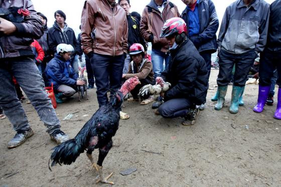 Tới chợ phiên Bắc Hà xem chọi gà lạ mắt ảnh 6