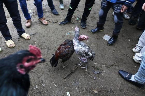 Tới chợ phiên Bắc Hà xem chọi gà lạ mắt ảnh 7