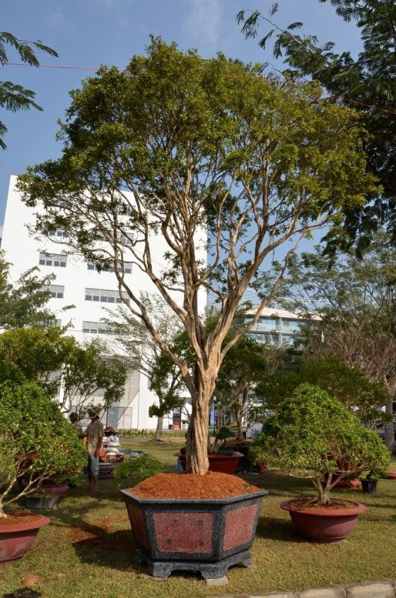 Hoa cảnh Tết: Từ su hào 70.000 đến mai vàng 2 tỷ ảnh 4