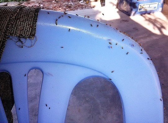 Côn trùng lạ tấn công khu dân cư ảnh 2