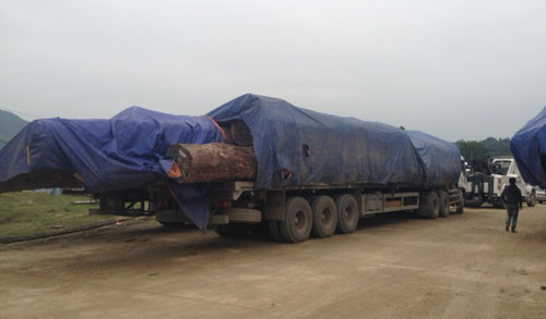  Đoàn xe chở gỗ đang bị cơ quan chức năng Hà Tĩnh tạm giữ. Ảnh: Đức Hùng