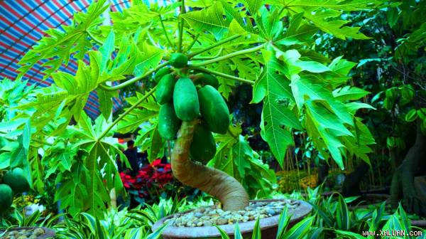 Cây đu đủ cảnh giá gần 10 triệu đồng ở Nghệ An (Ảnh: Nguyễn Duy)