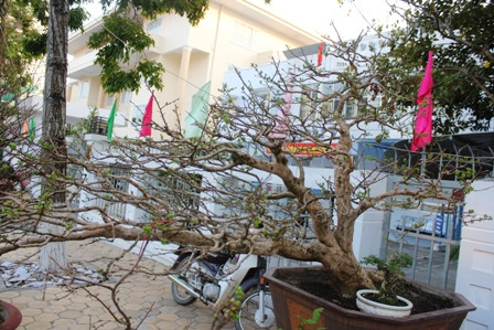 Hoa cảnh Tết: Từ su hào 70.000 đến mai vàng 2 tỷ ảnh 6