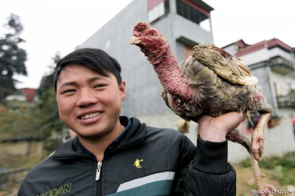 Sới gà chọi đặc biệt ở chợ phiên Bắc Hà