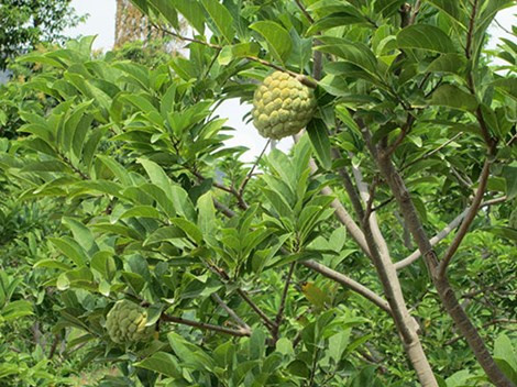 Hái trộm mảng cầu dịp Tết