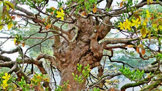 Ngắm mai vàng khủng, rễ xoắn giá 2 tỷ ở Sài Gòn ảnh 4