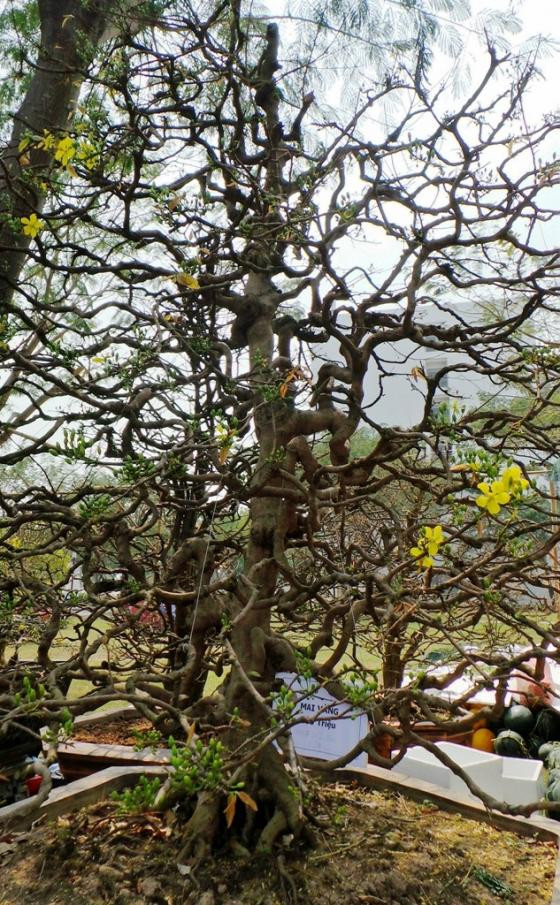 Ngắm mai vàng khủng, rễ xoắn giá 2 tỷ ở Sài Gòn ảnh 8