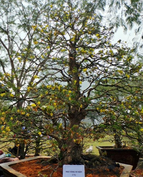 Ngắm mai vàng khủng, rễ xoắn giá 2 tỷ ở Sài Gòn ảnh 2