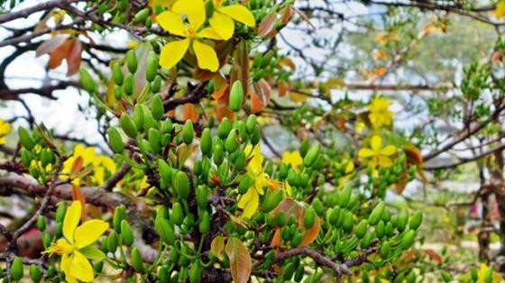 Ngắm mai vàng khủng, rễ xoắn giá 2 tỷ ở Sài Gòn ảnh 7