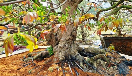 Ngắm mai vàng khủng, rễ xoắn giá 2 tỷ ở Sài Gòn ảnh 3