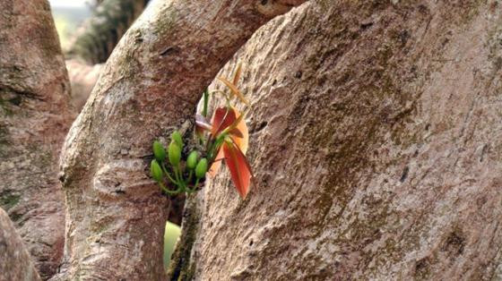 Ngắm mai vàng khủng, rễ xoắn giá 2 tỷ ở Sài Gòn ảnh 6