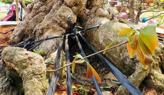 Ngắm mai vàng khủng, rễ xoắn giá 2 tỷ ở Sài Gòn ảnh 5