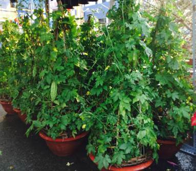 Hoa cảnh Tết: Từ su hào 70.000 đến mai vàng 2 tỷ ảnh 7