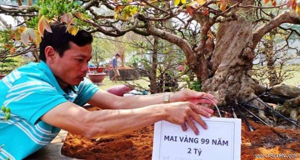 Chủ nhân của cây mai tiền tỷ này là anh Trương Thanh Viễn (43 tuổi, quận 7, TPHCM). Đây được coi là cây mai quý nhất anh Viễn đang sở hữu và đưa ra trưng bày tại chợ hoa tết Phú Mỹ Hưng.