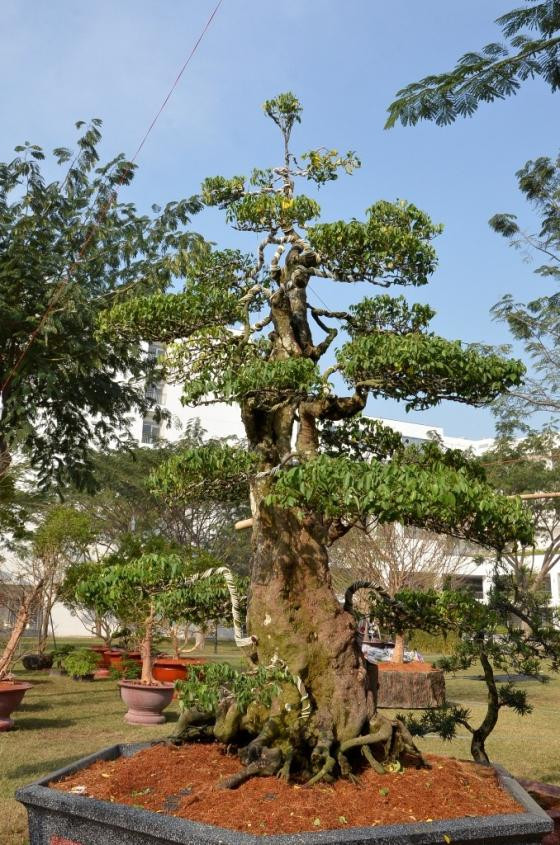 Hoa cảnh Tết: Từ su hào 70.000 đến mai vàng 2 tỷ ảnh 2