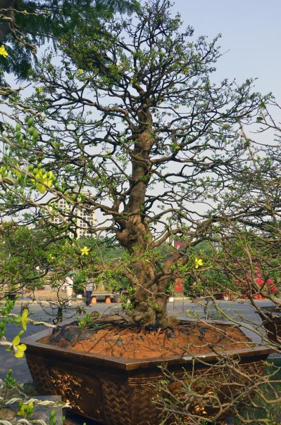 Hoa cảnh Tết: Từ su hào 70.000 đến mai vàng 2 tỷ ảnh 3