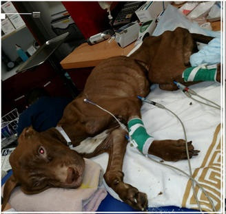 ASPCA trao thưởng 20000 đô la Mỹ để tìm ra kẻ ngược đãi chú chó Pit bull này. Ảnh NbcNewyork