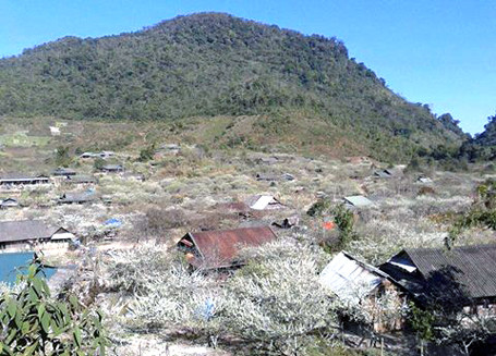 Thiên đường Mường Lống mùa hoa mận nở nhìn từ xa.