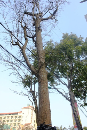 Hoa cảnh Tết: Từ su hào 70.000 đến mai vàng 2 tỷ ảnh 5