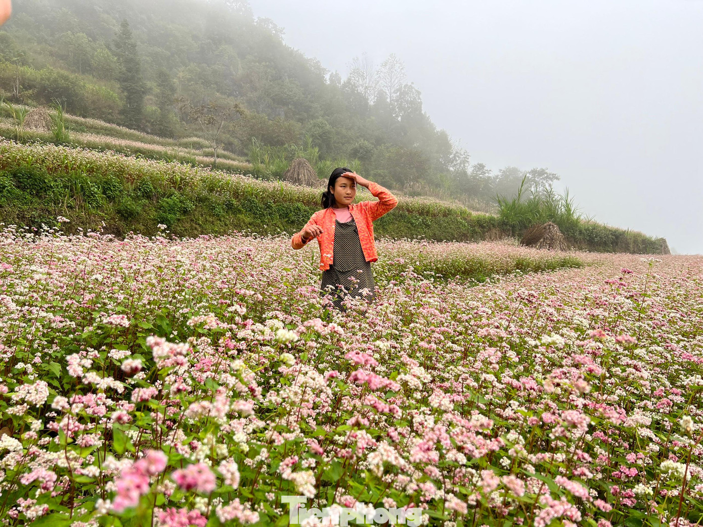 Hoa Tam giác mạch bắt đầu từ tháng 10, nở rộ vào cuối tháng 10, đầu tháng 11. Hà Giang chọn loài hoa này để quảng bá điểm đến hiệu quả. Lễ hội hoa Tam giác mạch năm 2022 được tổ chức vào 26/11. Ảnh: NGUYÊN KHÁNH. Hoa Tam giác mạch bắt đầu từ tháng 10, nở rộ vào cuối tháng 10, đầu tháng 11. Hà Giang chọn loài hoa này để quảng bá điểm đến hiệu quả. Lễ hội hoa Tam giác mạch năm 2022 được tổ chức vào 26/11. Ảnh: NGUYÊN KHÁNH.
