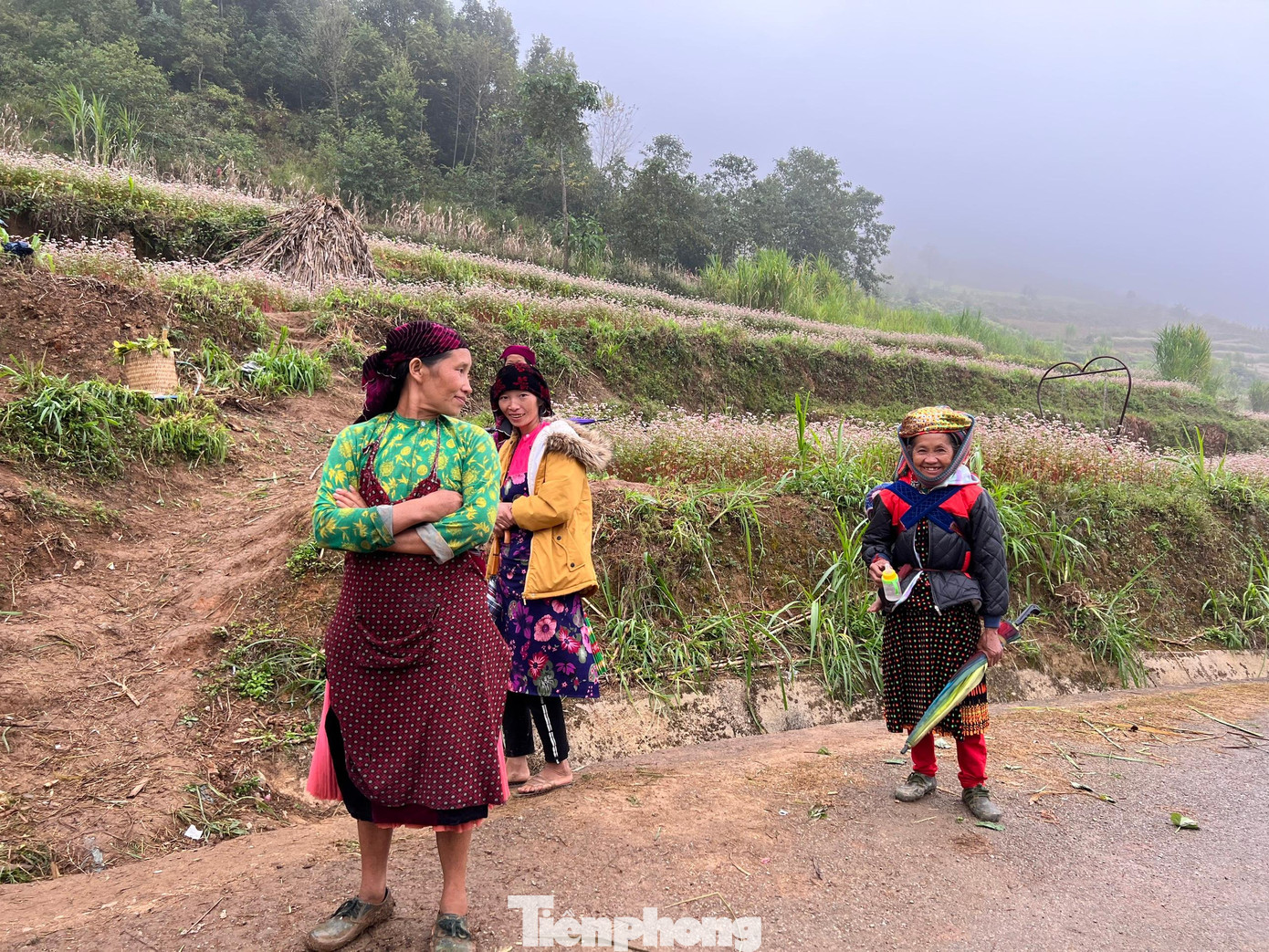 Các bà, các mẹ và các bé gái là những người trực tại vườn hoa Tam giác mạch để chờ du khách. Tam giác mạch cho hoa để làm thành điểm chụp ảnh phục vụ du khách, cây còn được thu hoạch chế biến thành bánh, rượu Tam giác mạch. Ảnh: NGUYÊN KHÁNH. Các bà, các mẹ và các bé gái là những người trực tại vườn hoa Tam giác mạch để chờ du khách. Tam giác mạch cho hoa để làm thành điểm chụp ảnh phục vụ du khách, cây còn được thu hoạch chế biến thành bánh, rượu Tam giác mạch. Ảnh: NGUYÊN KHÁNH.