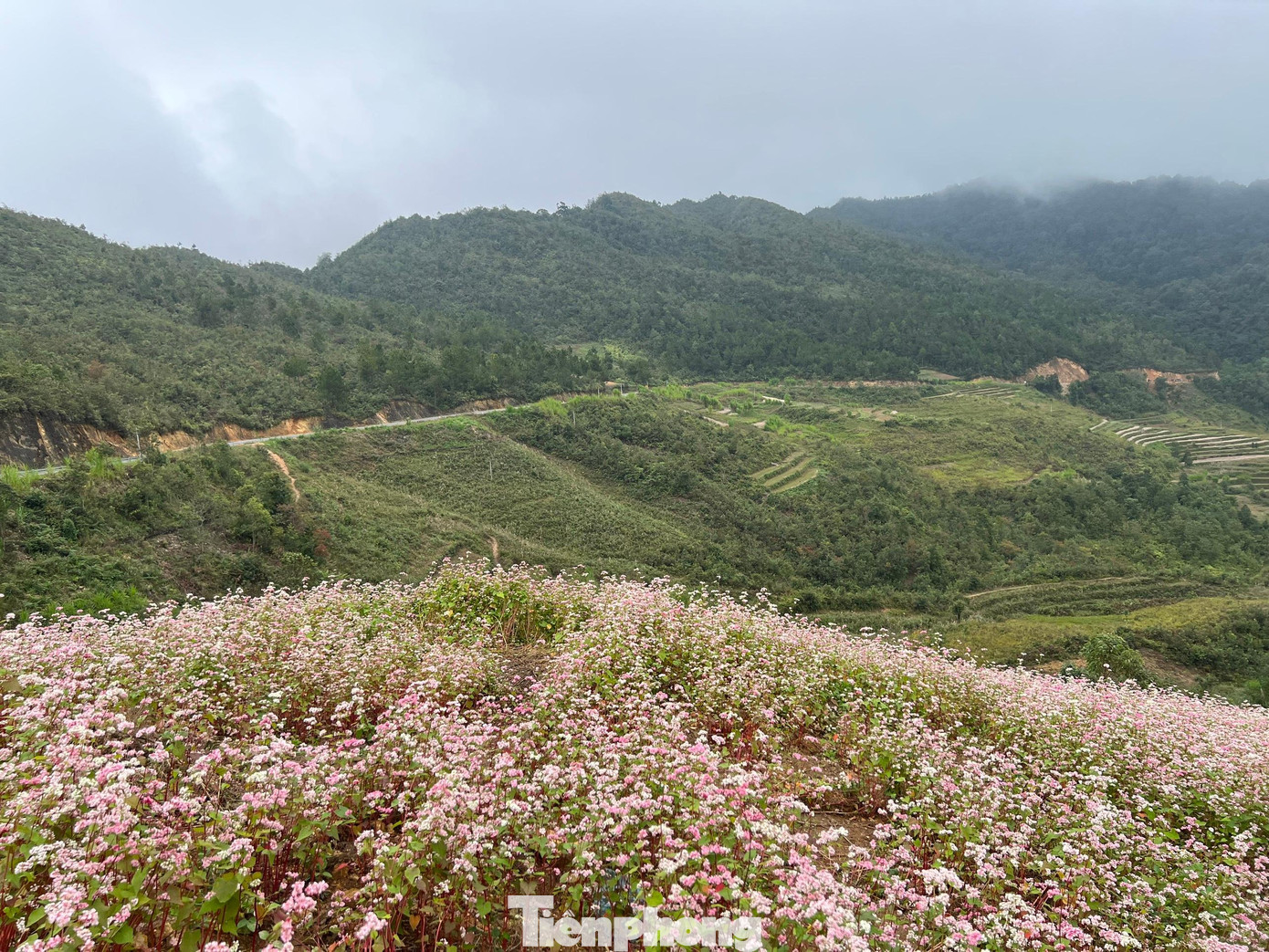 Triền hoa Tam giác mạch nằm trên một khúc cua của cung đường Hạnh Phúc. Ảnh: NGUYÊN KHÁNH. Triền hoa Tam giác mạch nằm trên một khúc cua của cung đường Hạnh Phúc. Ảnh: NGUYÊN KHÁNH.