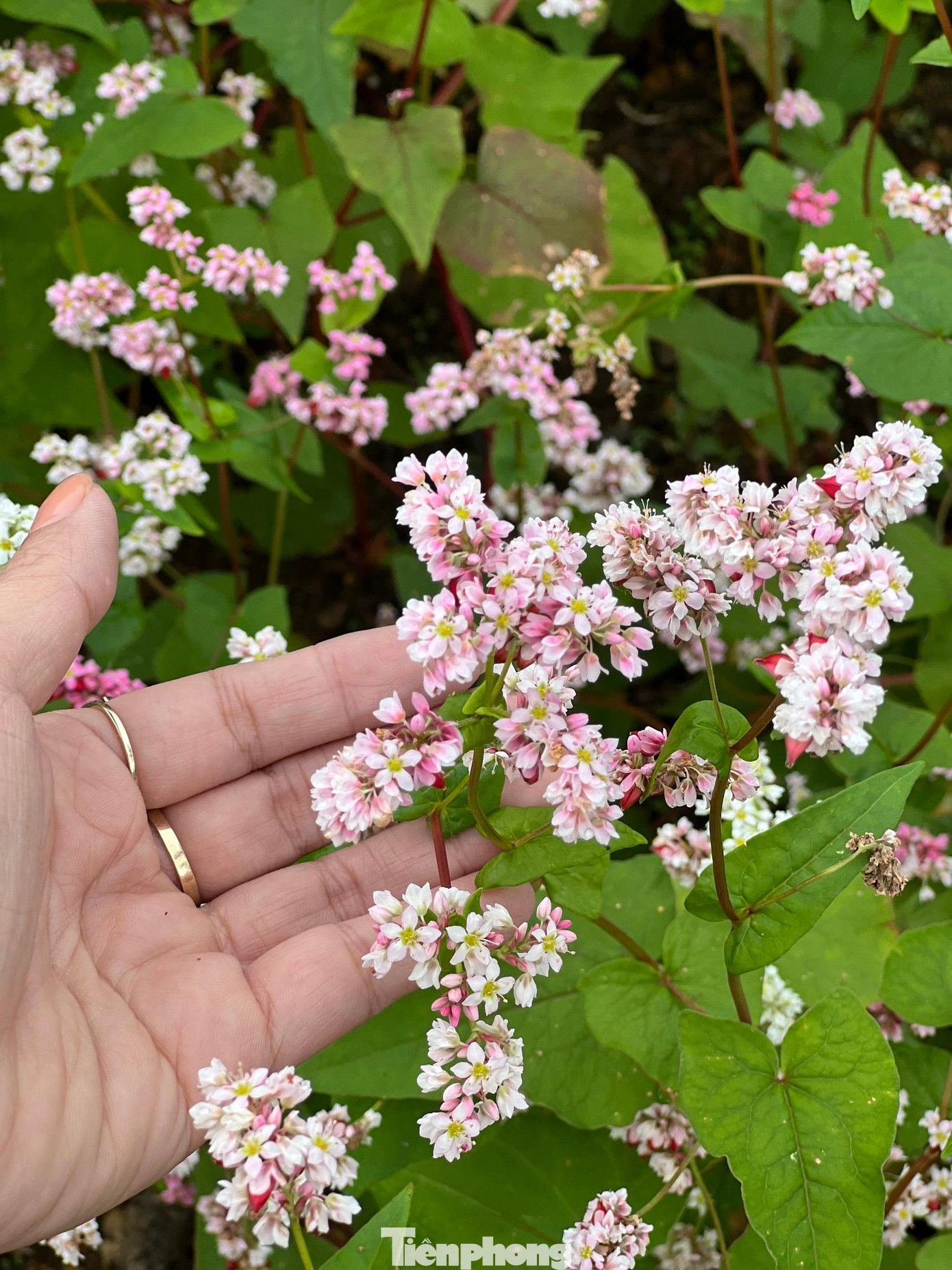 Hạt giống Tam giác mạch được đưa nhiều về xuôi, dù được gieo trồng trong dịp rét nhưng sắc thắm không thể so với những cánh đồng hoa ở giữa khí hậu Hà Giang. Ảnh. NGUYÊN KHÁNH. Hạt giống Tam giác mạch được đưa nhiều về xuôi, dù được gieo trồng trong dịp rét nhưng sắc thắm không thể so với những cánh đồng hoa ở giữa khí hậu Hà Giang. Ảnh. NGUYÊN KHÁNH.
