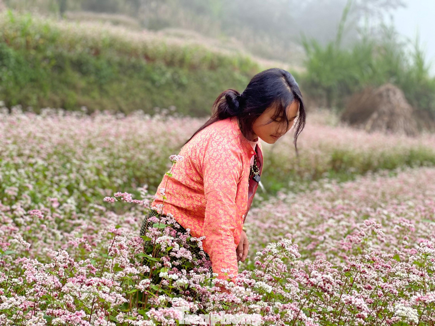 Vườn hoa Tam giác mạch thuộc xã Lũng Táo là một trong những điểm dừng chân yêu thích của du khách. Cánh đồng tam giác mạch trồng ven đường thuận tiện cho khách ghé vào chụp ảnh. Ảnh: NGUYÊN KHÁNH. Vườn hoa Tam giác mạch thuộc xã Lũng Táo là một trong những điểm dừng chân yêu thích của du khách. Cánh đồng tam giác mạch trồng ven đường thuận tiện cho khách ghé vào chụp ảnh. Ảnh: NGUYÊN KHÁNH.