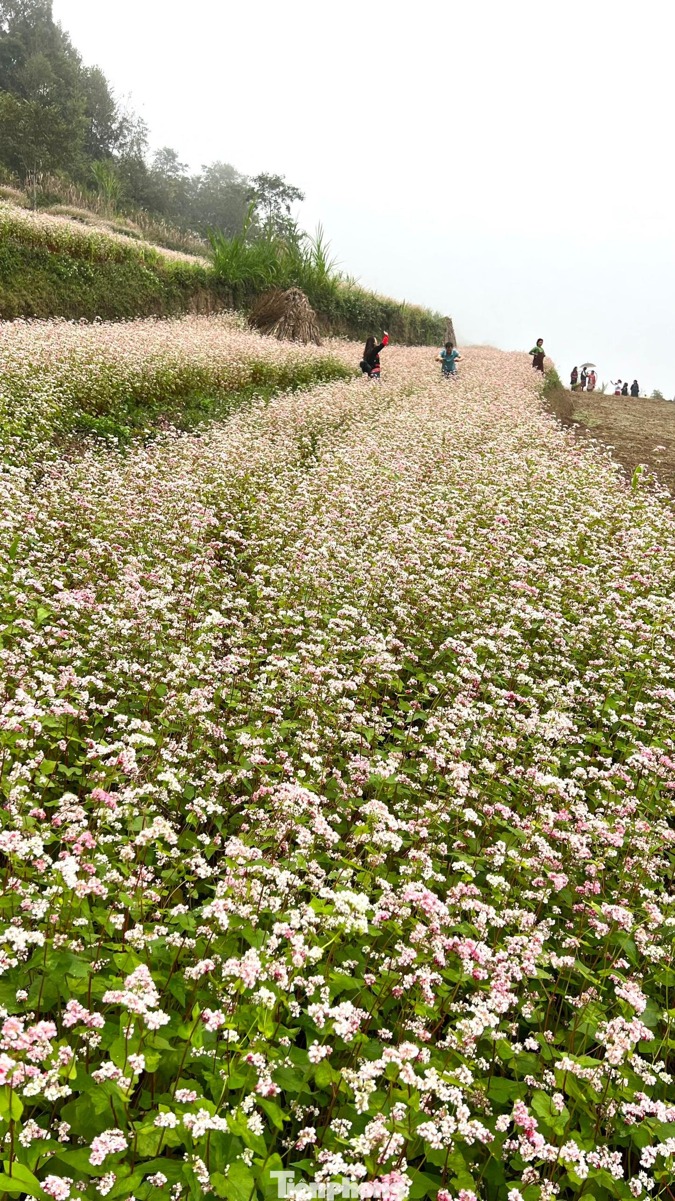 Hoa Tam giác mạch được trồng ven cung đường Hạnh Phúc - thuộc bốn huyện Quản Bạ, Yên Minh, Đồng Văn, Mèo Vạc. Tỉnh Hà Giang thiết kế sản phẩm Tinh hoa cực Bắc - Sắc hồng Hà Giang - để giới thiệu điểm đến đặc sắc của vùng cao nguyên đá, đặc biệt thu hút khách trong mùa hoa đặc trưng này. Ảnh: NGUYÊN KHÁNH. Hoa Tam giác mạch được trồng ven cung đường Hạnh Phúc - thuộc bốn huyện Quản Bạ, Yên Minh, Đồng Văn, Mèo Vạc. Tỉnh Hà Giang thiết kế sản phẩm Tinh hoa cực Bắc - Sắc hồng Hà Giang - để giới thiệu điểm đến đặc sắc của vùng cao nguyên đá, đặc biệt thu hút khách trong mùa hoa đặc trưng này. Ảnh: NGUYÊN KHÁNH.